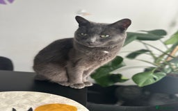 British Shorthair cats for sale: Free Misty Cat looking for home  - Image 2