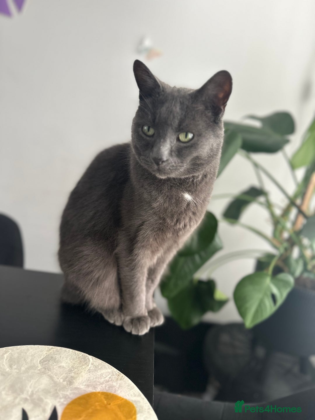 British Shorthair cats for sale: Free Misty Cat looking for home  - Image 2