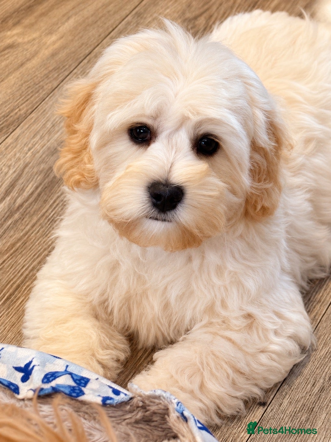 Cavapoochon dogs for sale: Ready now Stunning Cavapoochon Boy  - Advert 1