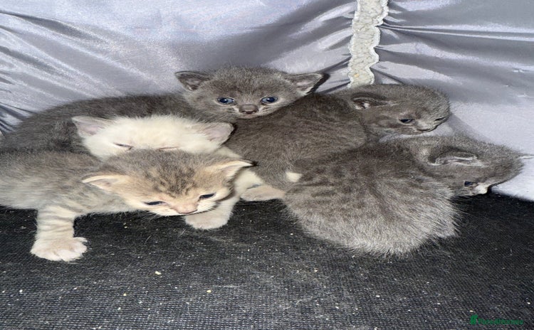 British Shorthair cats - Advert 6