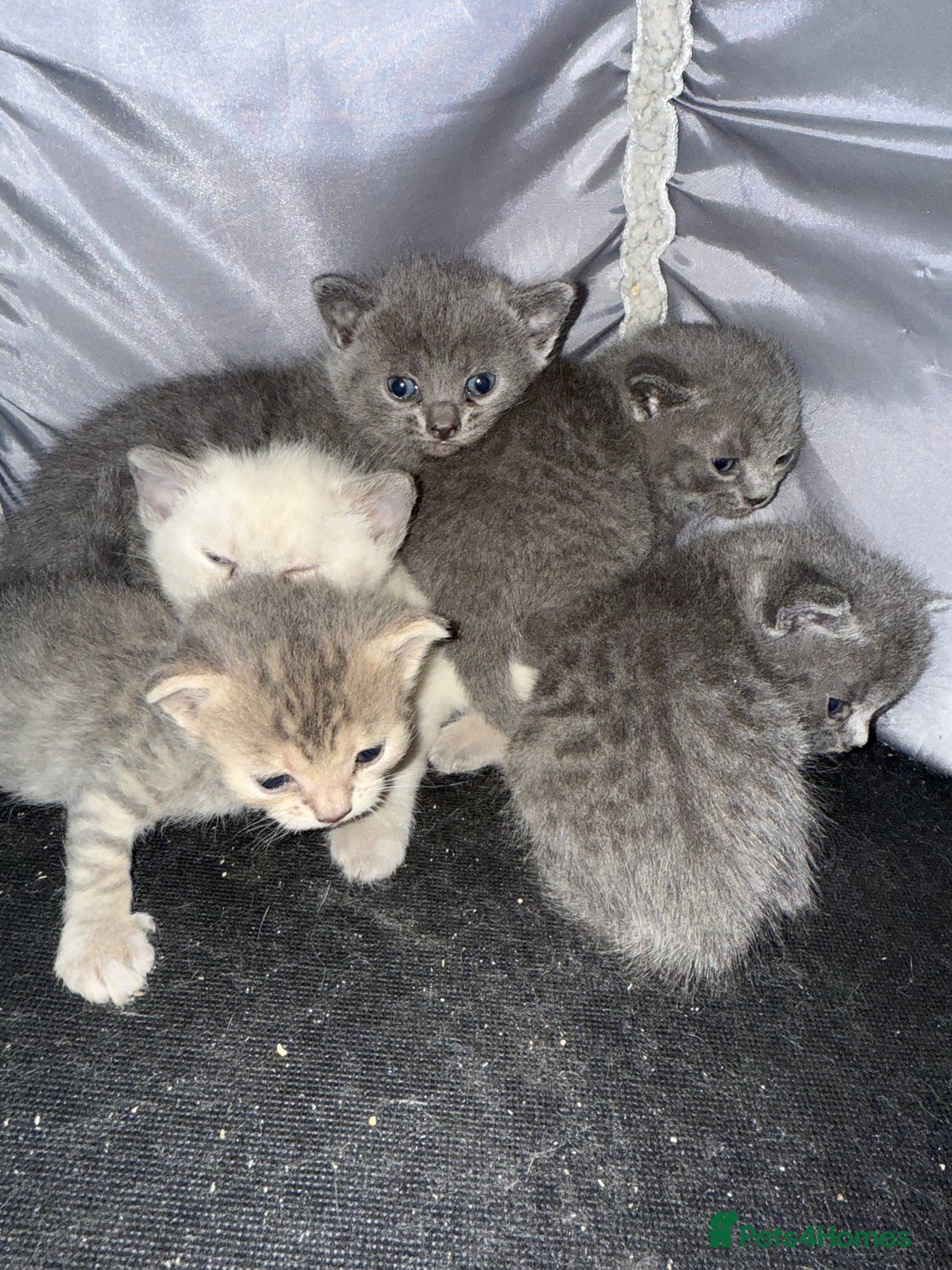 British Shorthair cats for sale: Beautiful Blue British Shorthair x Bengal kittens - Image 1
