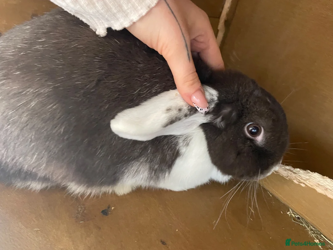 Mini Lop rabbits for sale: Rabbit pair  in Atherstone - Advert 2