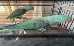 Parrots birds for sale: Alexandrine male and female - Image 2