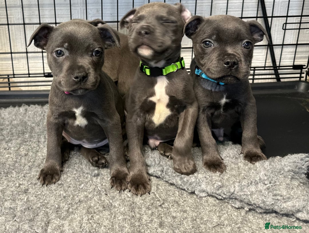 Staffordshire Bull Terrier dogs for sale: KC ⭐️Champion⭐️ bloodline Staffy Ready to leave - Advert 17