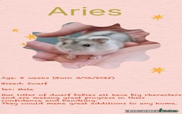 Hamster rodents for sale: Hamsters for adoption  - Image 19