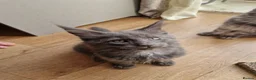 Maine Coon cats for sale: Last 2 gorgeous TICA mainecoons ready now - Advert 12