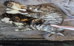Mixed Breed cats for sale: Mixed colour tabby kittens - Image 8