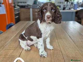 English Springer Spaniel dogs English Springer Spaniel Girl Pups FT heritage KC - Advert 5