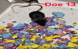 Mouse rodents for sale: Fancy Mice  - Image 8