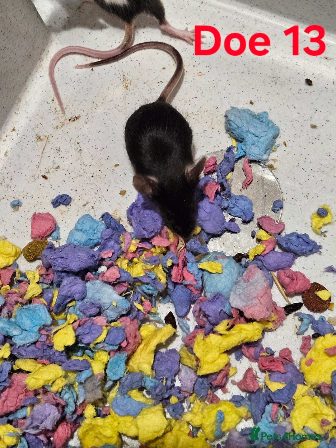 Mouse rodents for sale: Fancy Mice  - Image 8