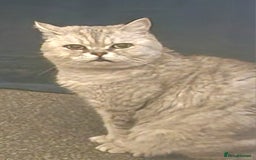 British Shorthair cats for sale: Beautiful female British Shorthair - Image 4