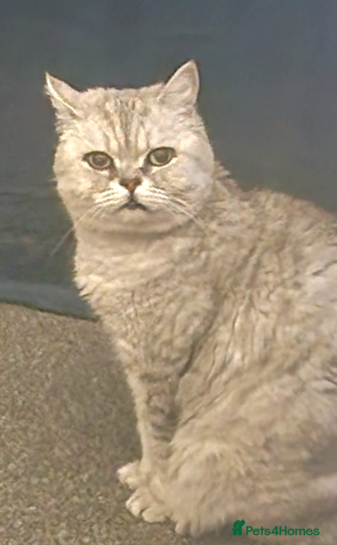 British Shorthair cats for sale: Beautiful female British Shorthair - Image 4
