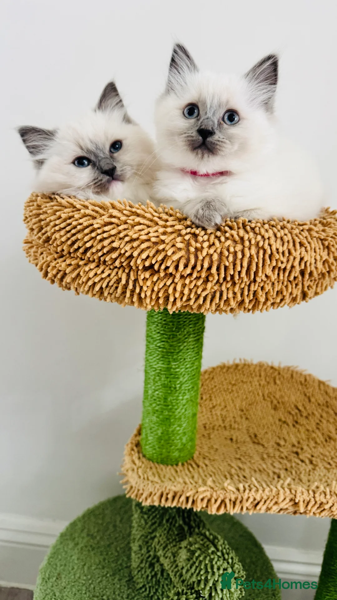 Ragdoll cats for sale: 100% Pure Mink and Blue Point Ragdoll Kittens  - Advert 1