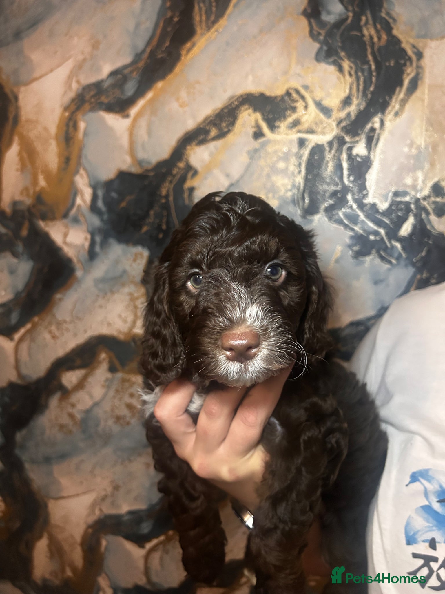 Sproodle dogs for sale: Sproodle puppies  in Accrington - Advert 4