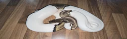 Python Snake reptiles for sale: Potential breeding pair - Advert 5