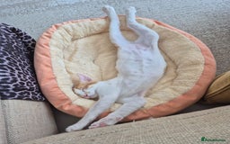 Mixed Breed cats for adoption: BOB &HARLEY BONDED BROTHERS NEUTERED FULL OF FUN  - Image 8