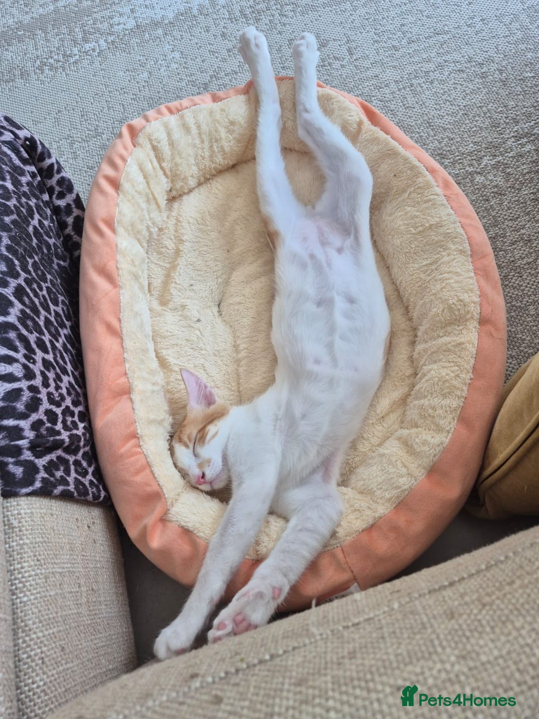 Mixed Breed cats for adoption: BOB &HARLEY BONDED BROTHERS NEUTERED FULL OF FUN  - Image 8