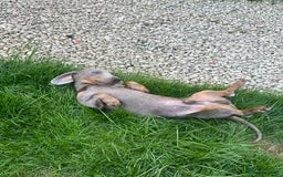 Dachshund dogs for sale: Reggie  - Image 5