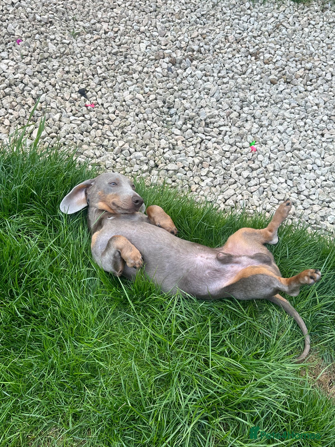 Dachshund dogs for sale: Reggie  - Image 5