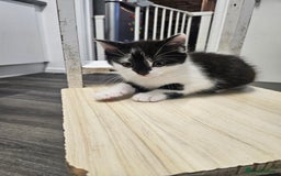 Russian Blue cats for sale: Russian blue mix  - Image 7