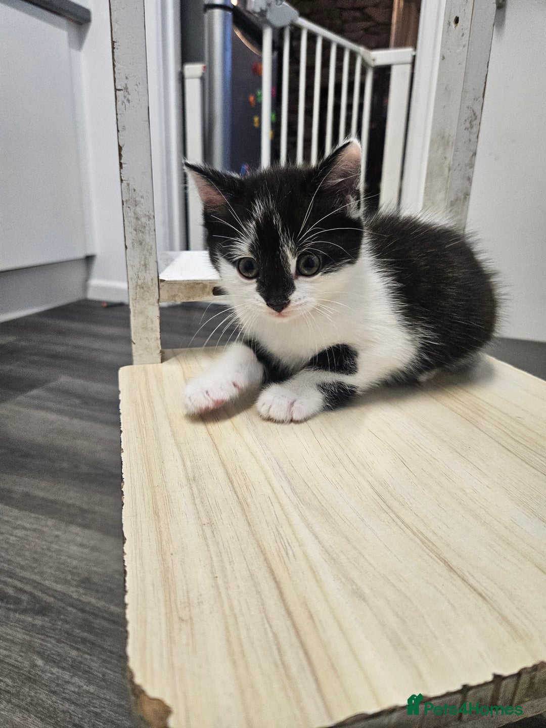 Russian Blue cats for sale: Russian blue mix  - Image 7