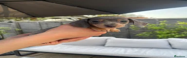 Miniature Dachshund Puppy 1
