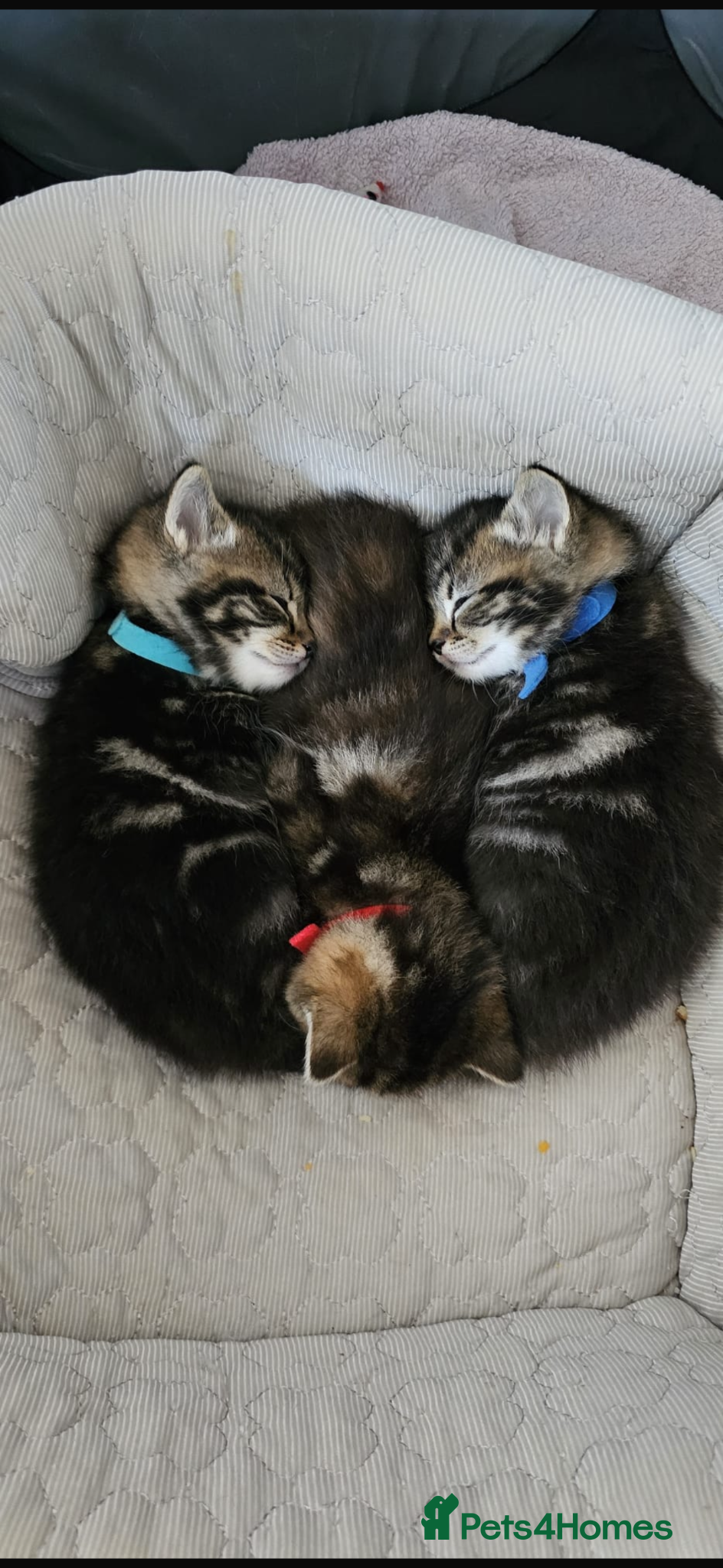 Mixed Breed cats Half ragdoll tabby kittens  - Advert 2