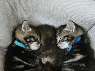 Mixed Breed cats Half ragdoll tabby kittens - Advert 2