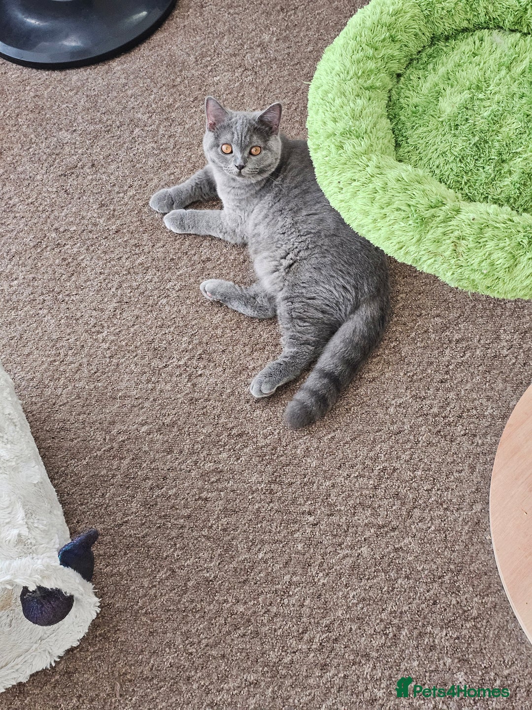 British Shorthair cats for sale: British shorthair and longhair  - Image 6