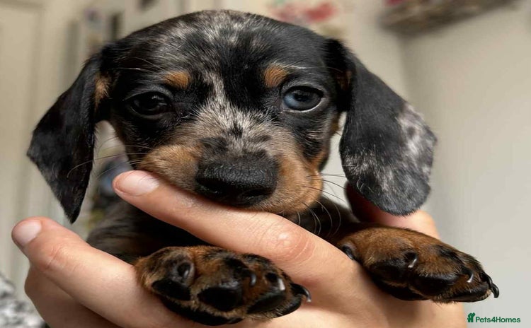 Dachshund dogs - Advert 9