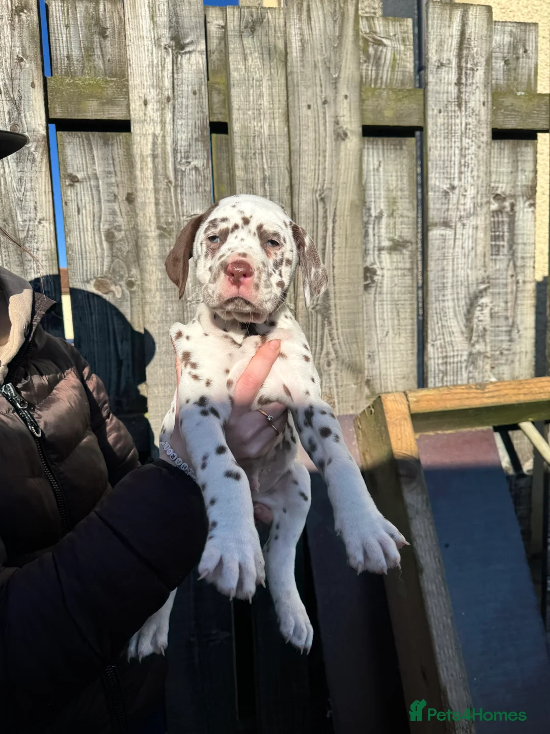 Dalmatian dogs for sale: Gorgeous Dalmatian Puppies 🐶  - Advert 10