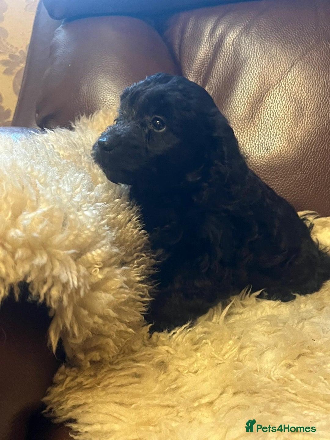 Cockapoo dogs for sale: Cockapoo puppies  - Advert 11