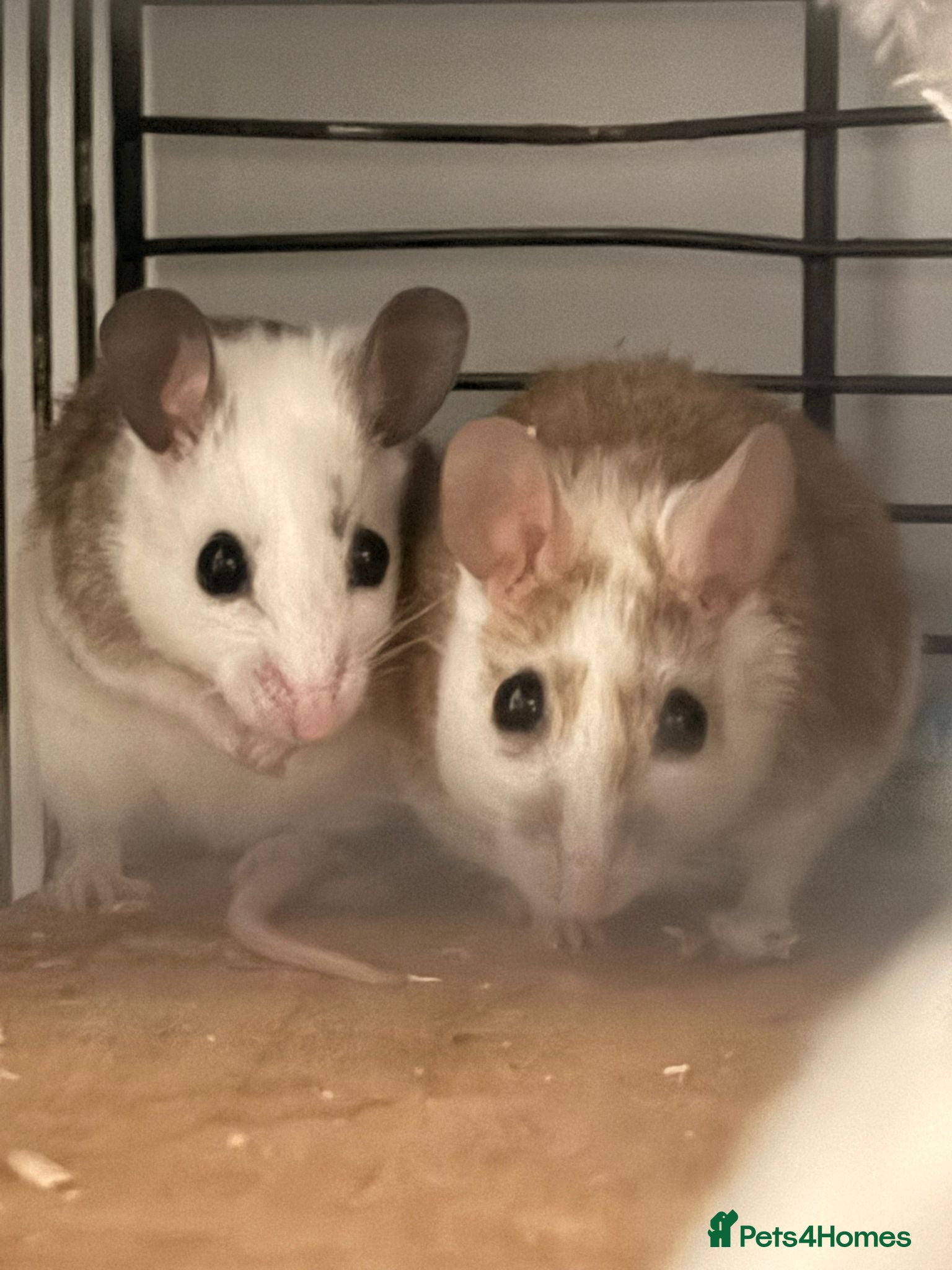 Rat rodents Multimammates females in Rotherham - Advert 3