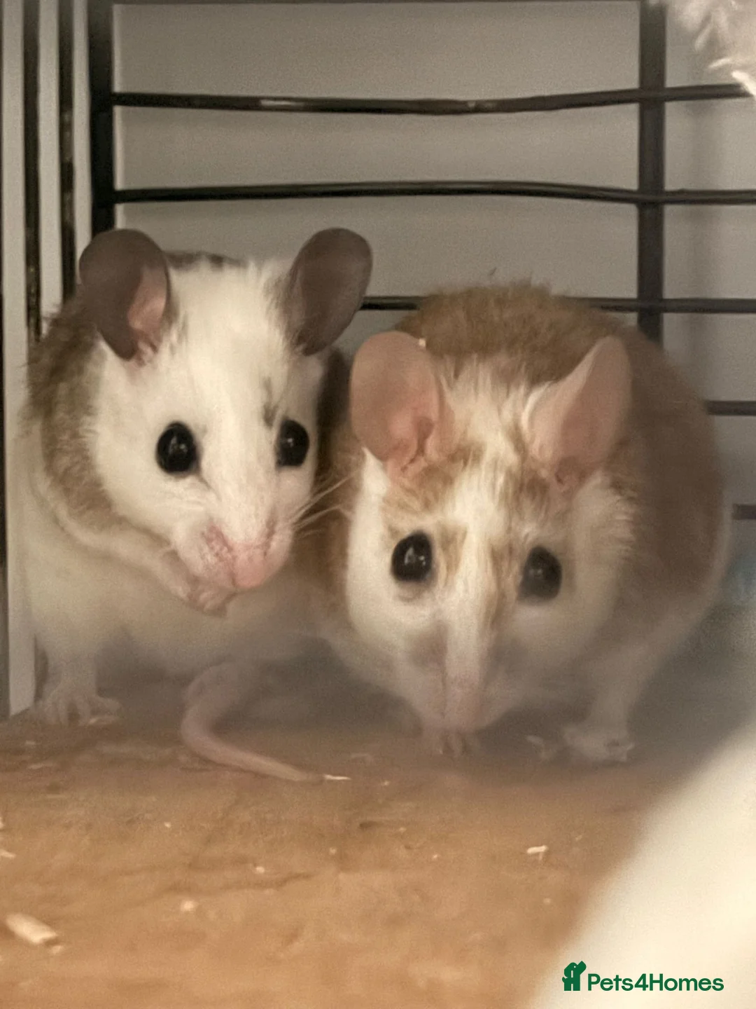 Rat rodents for sale: Multimammates females in Rotherham - Advert 1