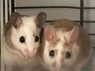 Rat rodents Multimammates females in Rotherham - Advert 3