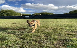 Mixed Breed dogs for adoption: Arnie is looking for the best home  - Image 10