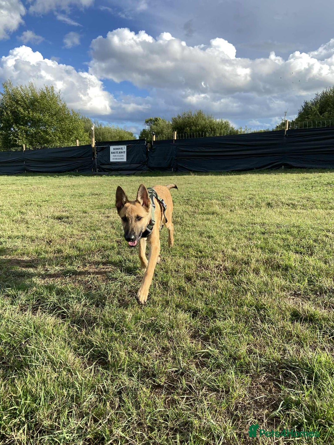 Mixed Breed dogs for adoption: Arnie is looking for the best home  - Image 10