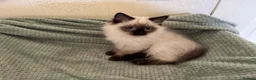 Ragdoll cats for sale: Beautiful Ragdoll kittens  - Advert 12