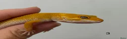 Leopard Gecko reptiles for sale: Baby leopard geckos £40 to £60 - Advert 6