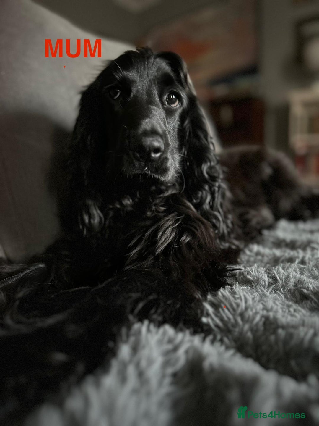 Cocker Spaniel dogs for sale: SHOW Cockers Spaniels due  - Advert 11