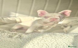 French Bulldog dogs for sale: 🌸Pink French bulldogs TOP QUALITY  - Image 10