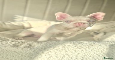 French Bulldog dogs - Advert 8