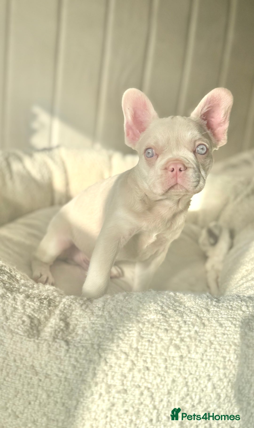 French Bulldog dogs for sale: 🌸Pink French bulldogs TOP QUALITY  - Image 10