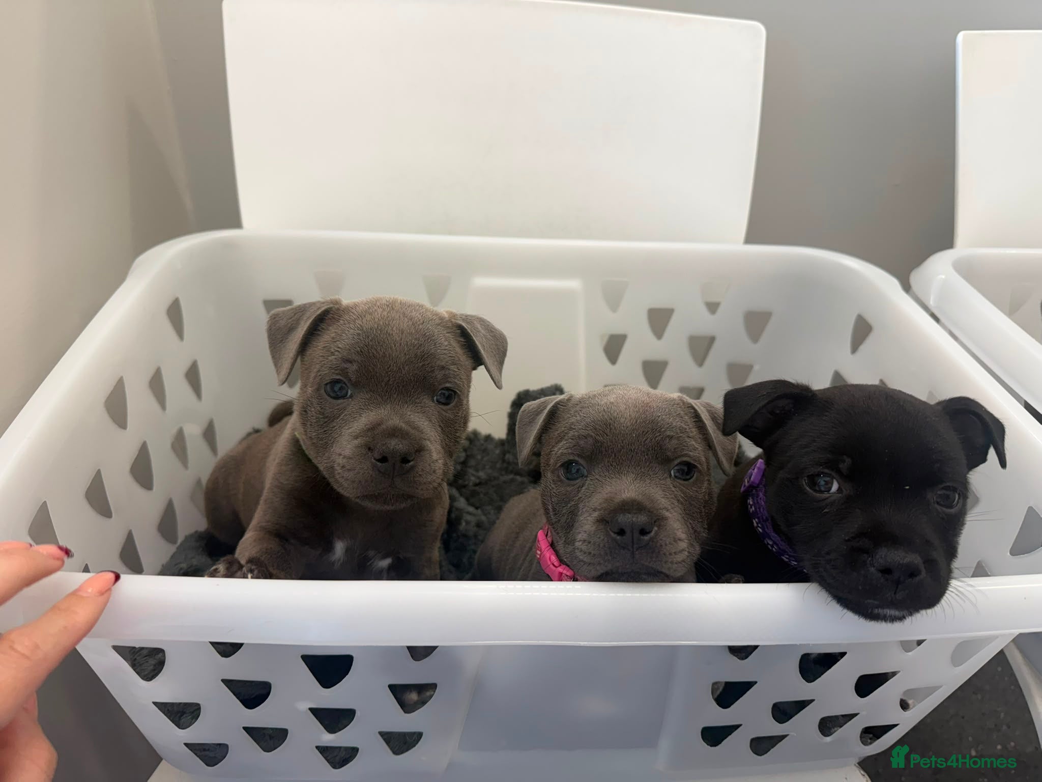 Staffordshire Bull Terrier dogs READY TO GO 08/06/26 KC REGISTERED BULLSCAFF PUPS - Advert 1