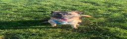 Mixed Breed dogs for adoption: Meet Vera, currently residing in Cheshire  in Nantwich - Advert 24