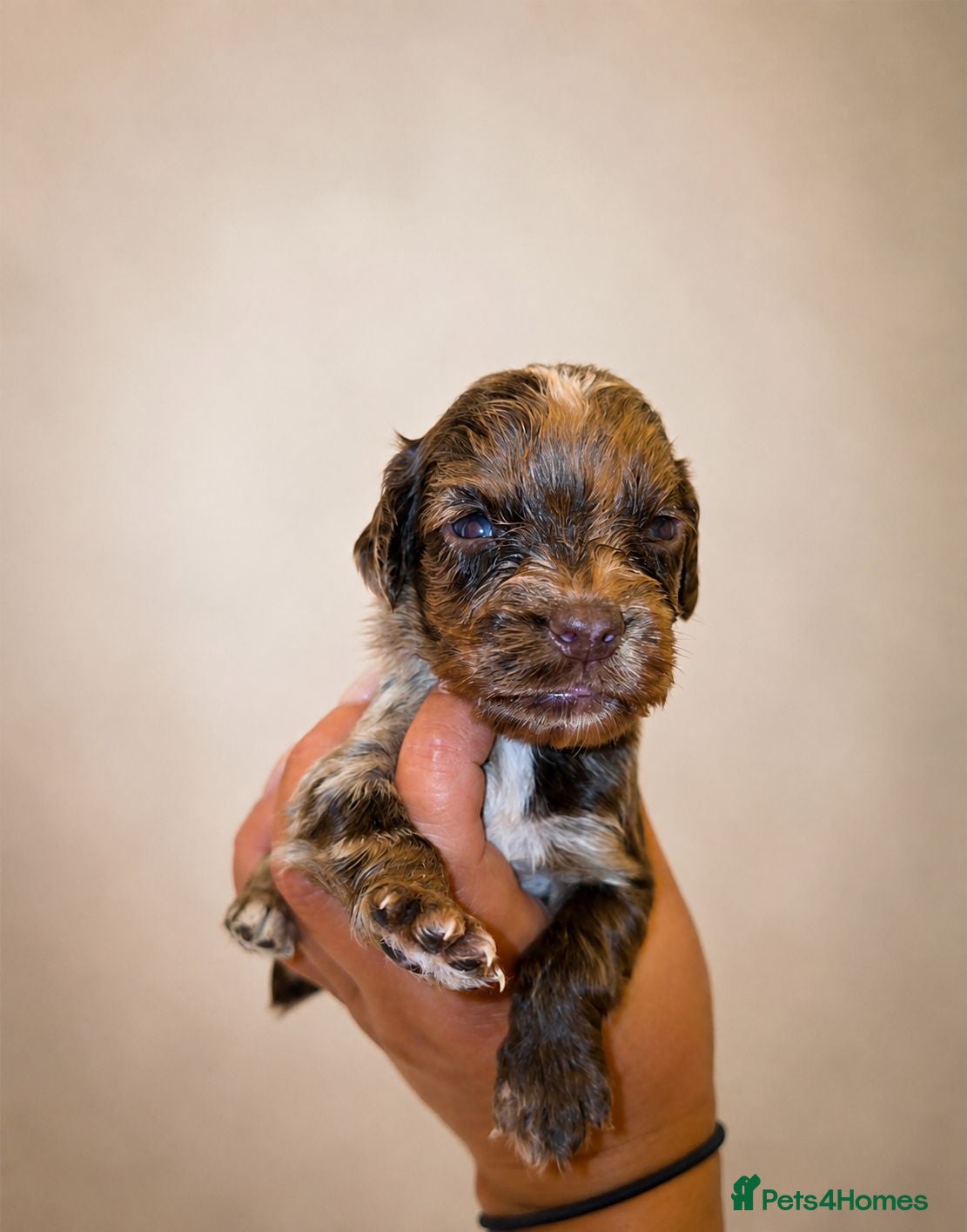 Mixed Breed dogs 🐾 STUNNING MERLE/CHOC/BLACK COCKER SPANIELS 🐾  - Advert 1