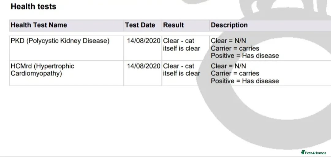 Ragdoll cats for stud: ABSOLUTELY EXCEPTIONAL in Warrington - Advert 5