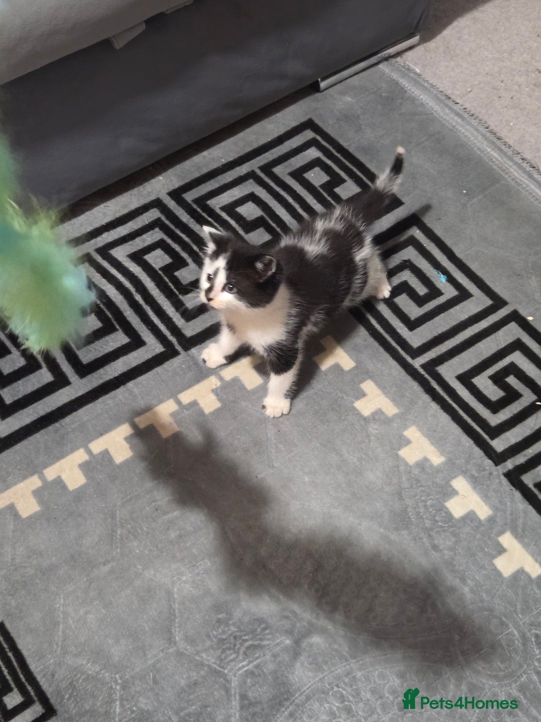 Mixed Breed cats for sale: 9 week old male kitten  - Advert 3