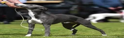 Whippet dogs for sale: KC whippet puppies for sale - Advert 6