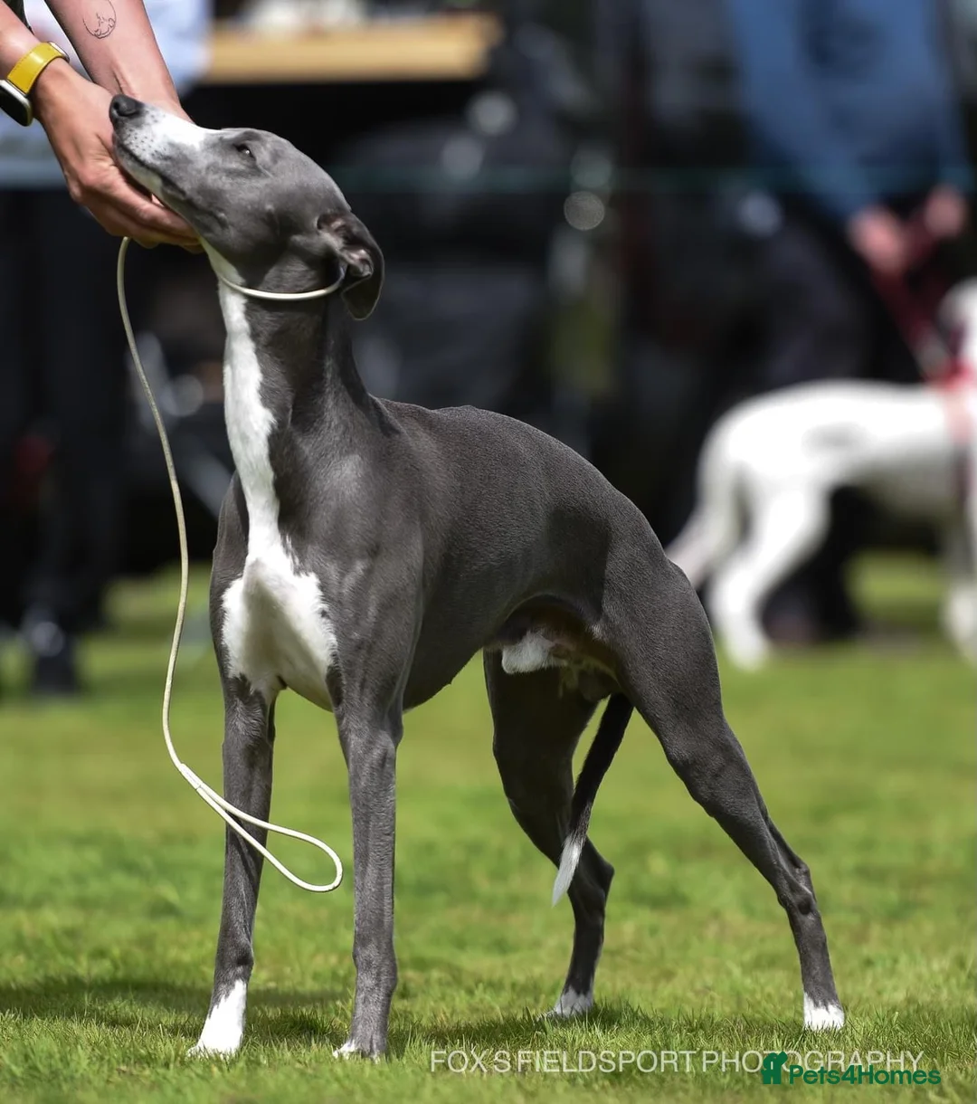 Whippet dogs for sale: KC whippet puppies for sale - Advert 6
